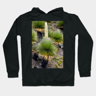 Pérou - Huaraz - Puya  Raymondii Hoodie